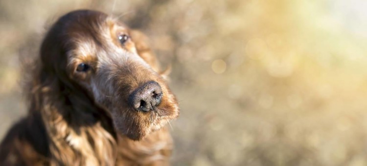 老年犬最容易出现的5个大问题主人要细心呵护