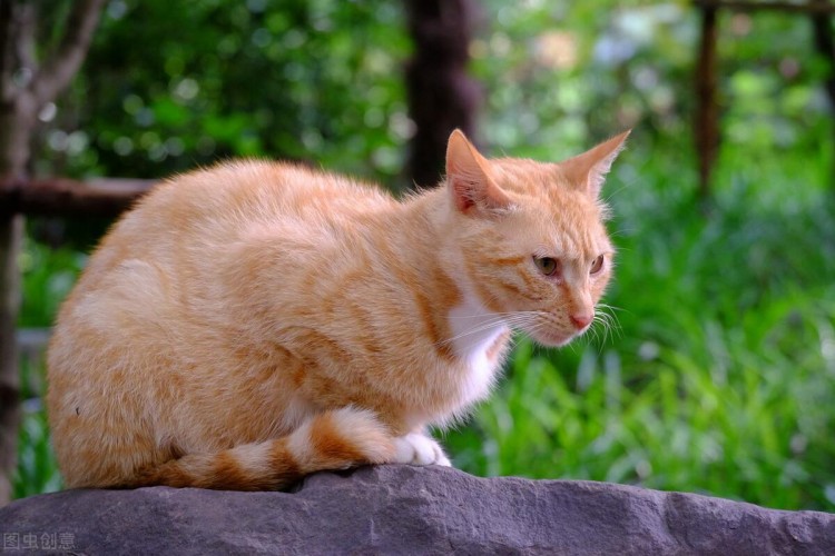 宠物托运广州市到保定市托运狸花猫