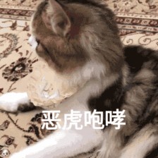 假如猫咪界也办运动会快来看看主子们的表现