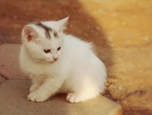 家长必备！宠物猫过冬保暖必备！