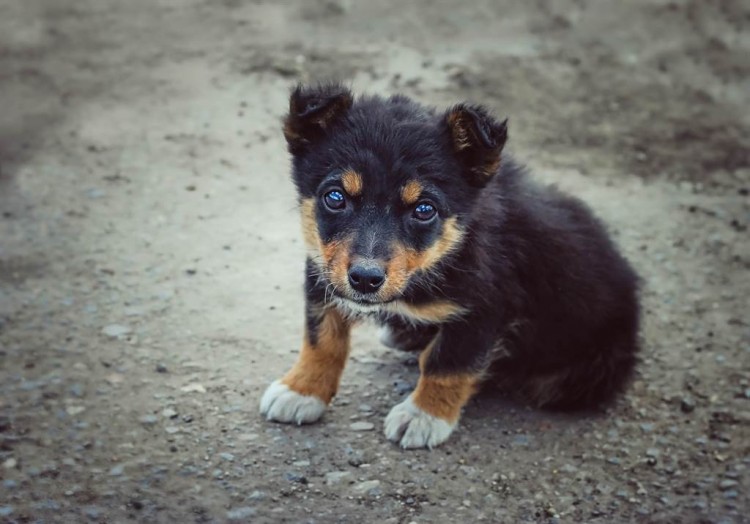 3年，800公里！走失3年的贵宾犬竟还能被寻回