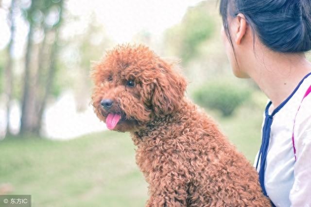 养贵宾犬的人，都会得这五种病，请不要轻易尝试！