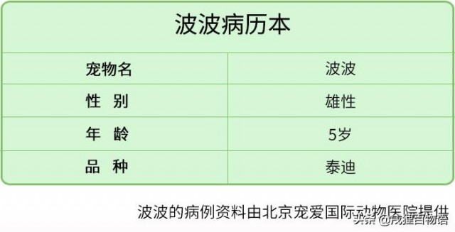 危险！狗狗吞下鱼钩差点戳穿喉咙