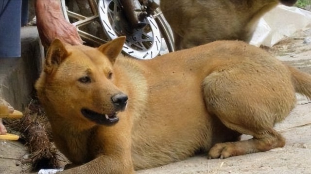 今天来聊聊国人很难叫出名字但是又很唯美的中华田园犬