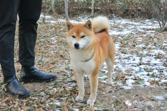 你们家的柴犬聪明吗？这些表现表明柴犬智商高