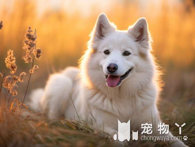 养狗的日记-泰迪贵宾犬