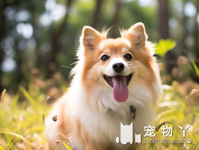 郑州瑞派关爱宠物医院，办犬证方便吗?