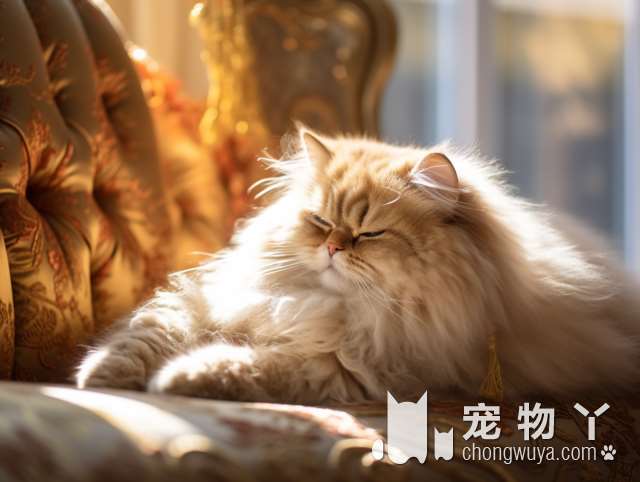 “巨型贵宾犬”价格是多少？影响价格的因素主要有这5个